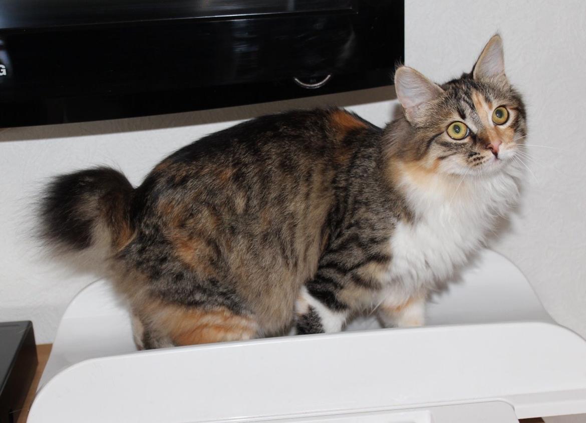 Kurilean Bobtail GIC. DK Klokmose´s Slush Ice billede 9