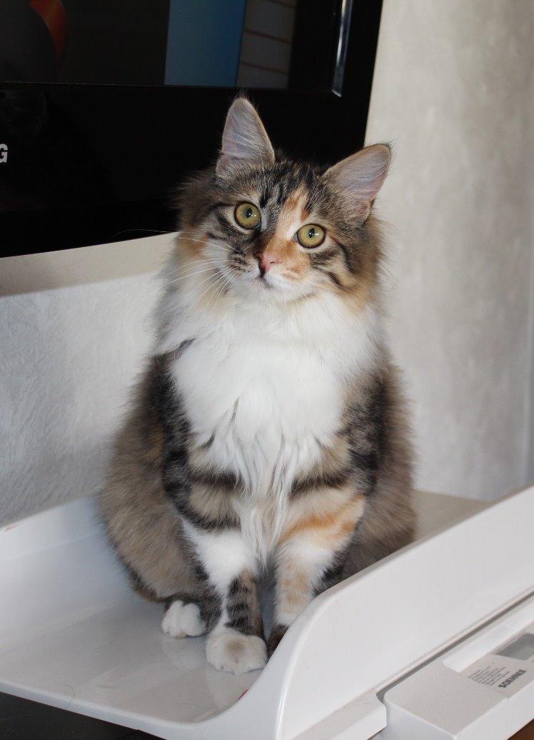 Kurilean Bobtail GIC. DK Klokmose´s Slush Ice billede 10