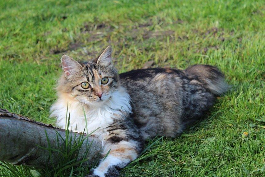 Kurilean Bobtail GIC. DK Klokmose´s Slush Ice billede 7