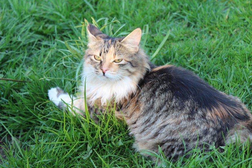 Kurilean Bobtail GIC. DK Klokmose´s Slush Ice billede 12
