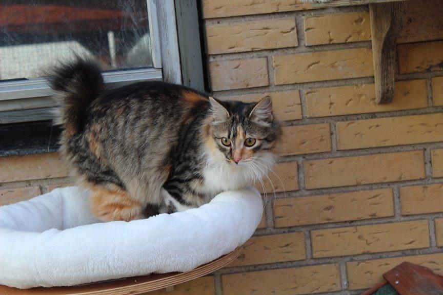 Kurilean Bobtail GIC. DK Klokmose´s Slush Ice billede 11
