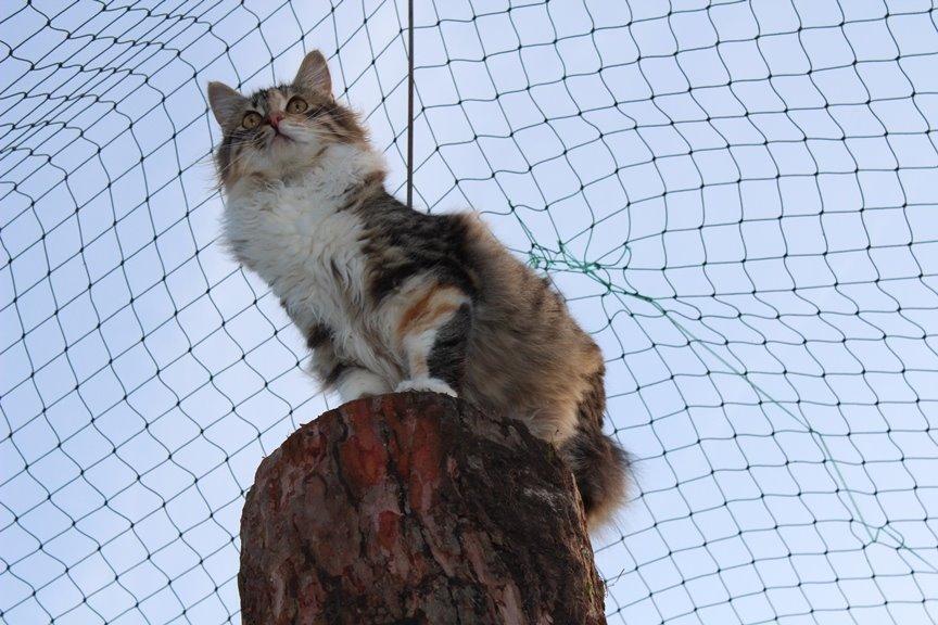 Kurilean Bobtail GIC. DK Klokmose´s Slush Ice billede 14
