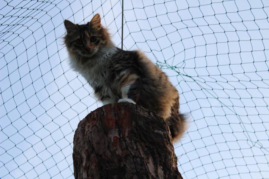 Kurilean Bobtail GIC. DK Klokmose´s Slush Ice billede 15