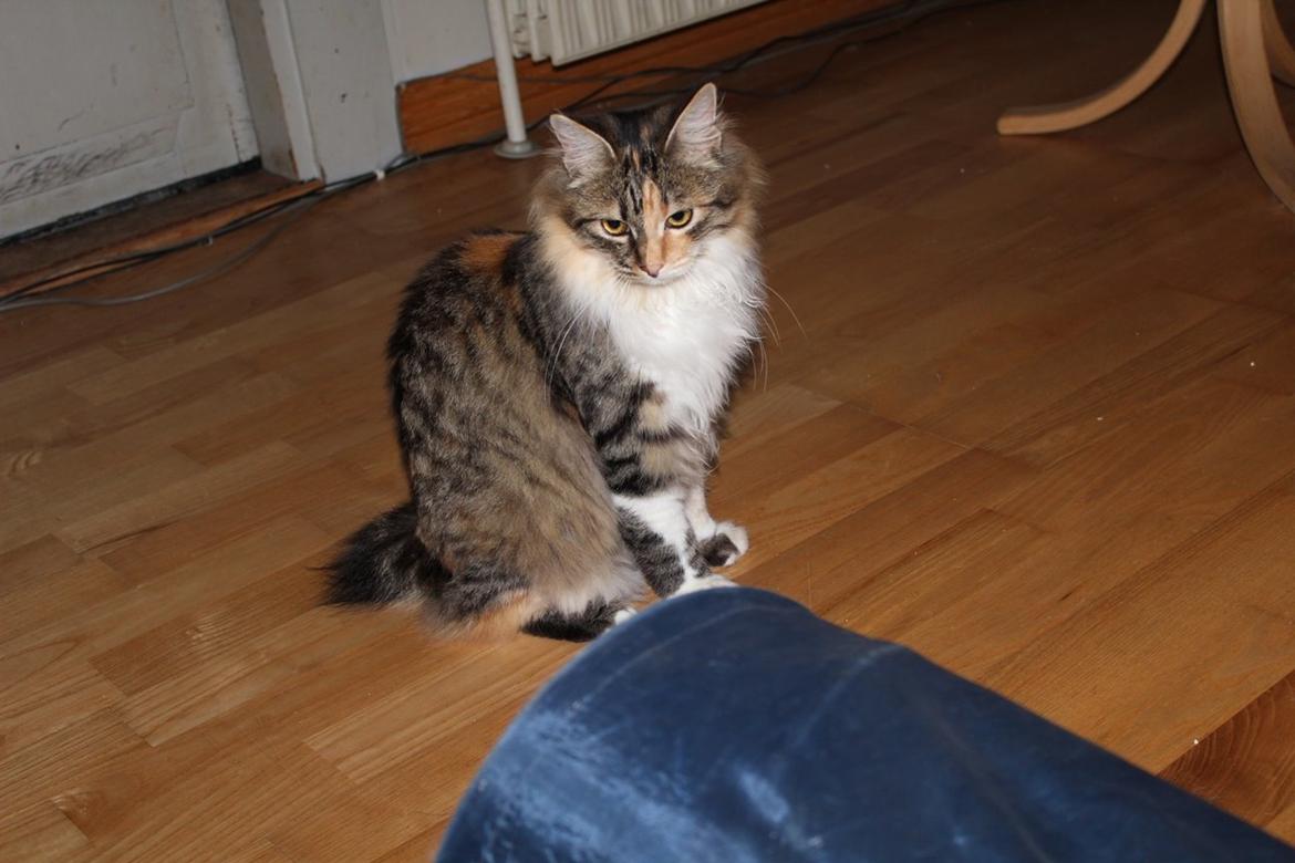 Kurilean Bobtail GIC. DK Klokmose´s Slush Ice billede 16