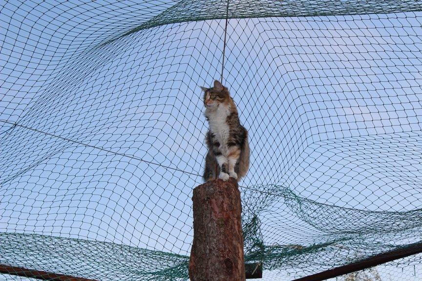 Kurilean Bobtail GIC. DK Klokmose´s Slush Ice billede 13