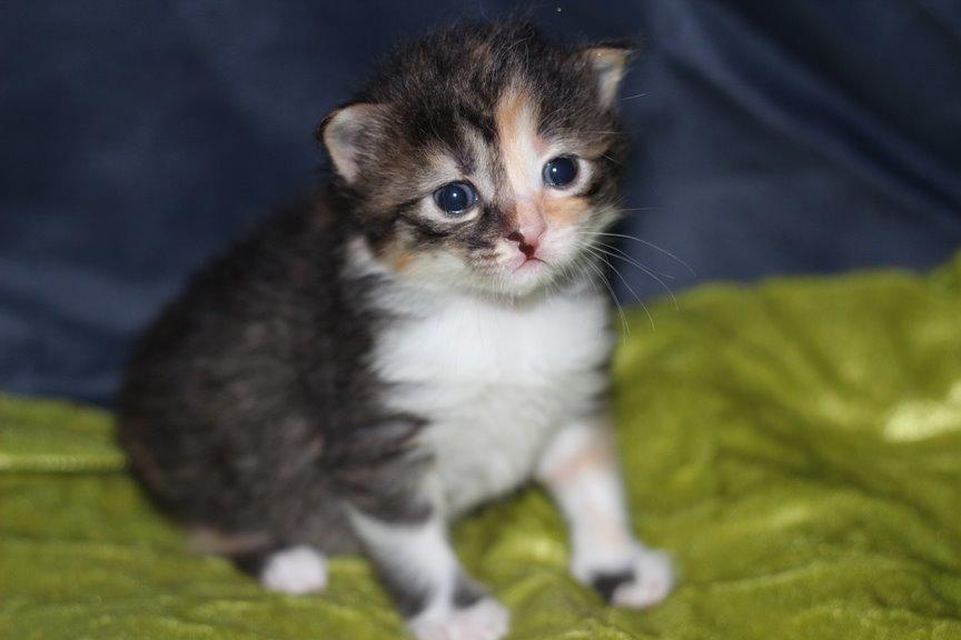 Kurilean Bobtail GIC. DK Klokmose´s Slush Ice billede 17