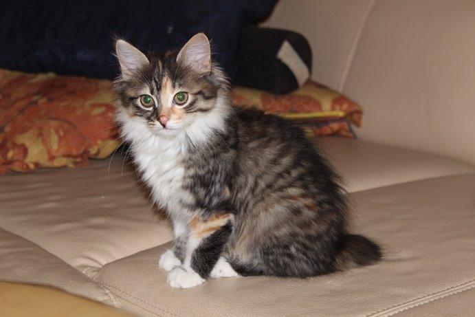Kurilean Bobtail GIC. DK Klokmose´s Slush Ice billede 19