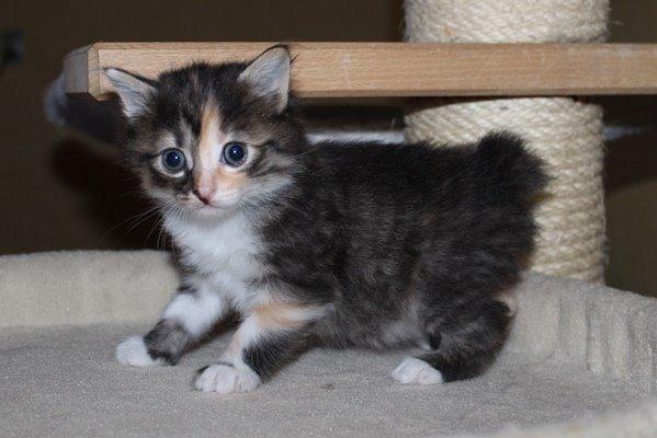 Kurilean Bobtail GIC. DK Klokmose´s Slush Ice billede 20