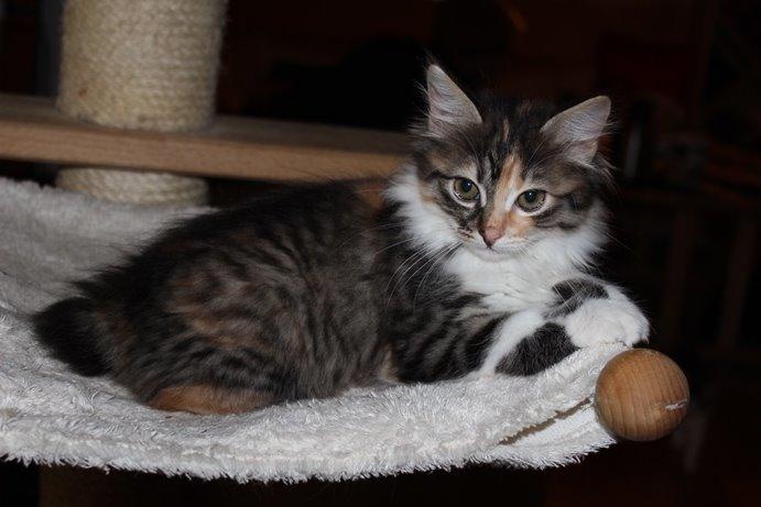 Kurilean Bobtail GIC. DK Klokmose´s Slush Ice billede 18