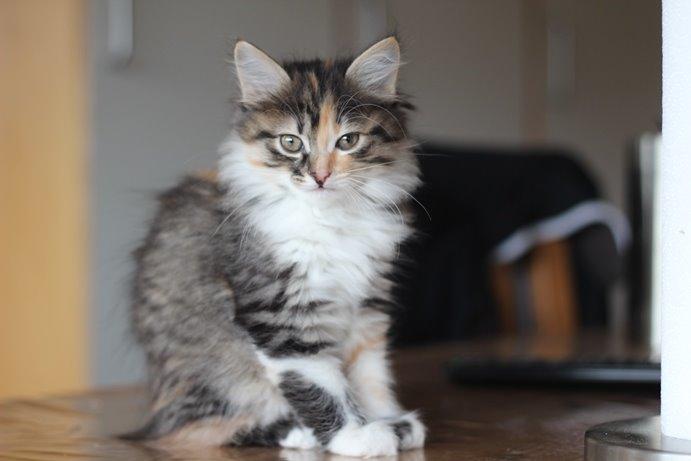 Kurilean Bobtail GIC. DK Klokmose´s Slush Ice billede 22