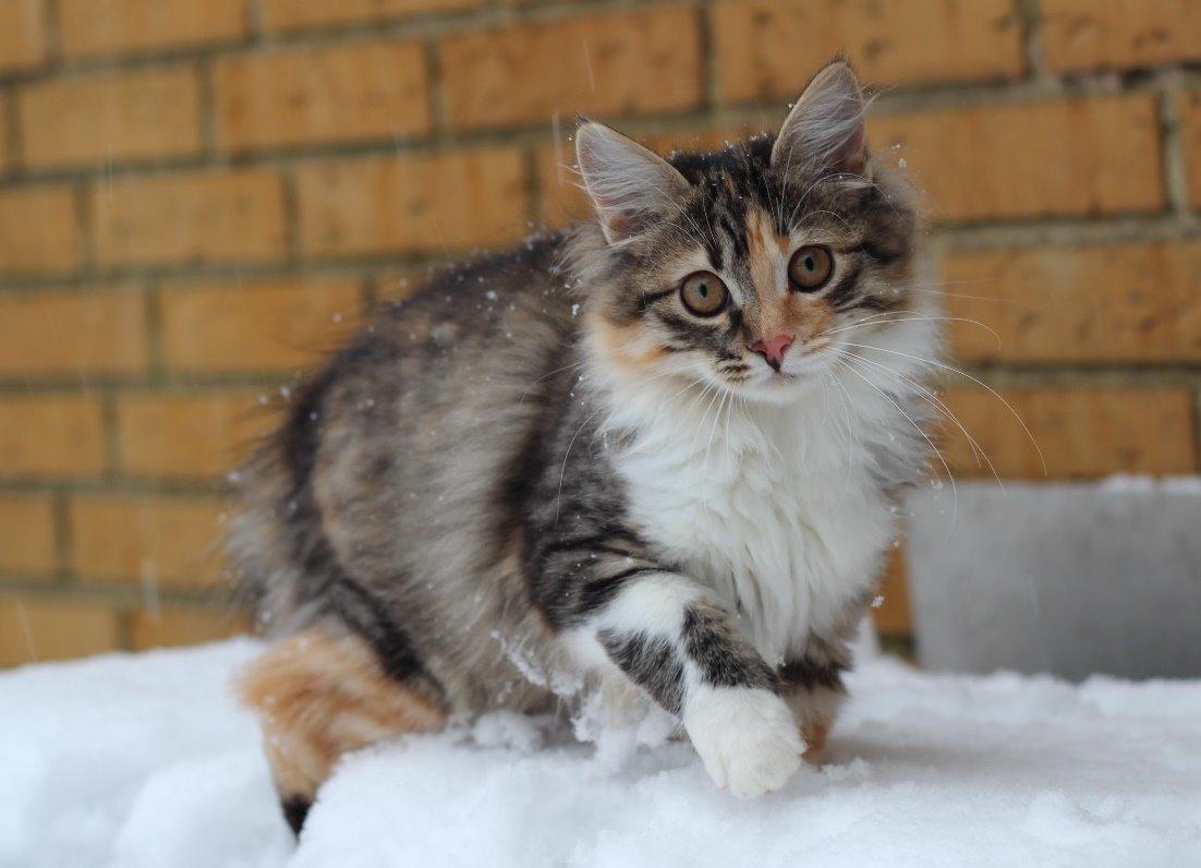 Kurilean Bobtail GIC. DK Klokmose´s Slush Ice billede 23