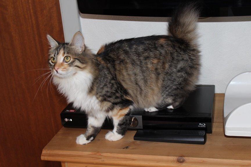 Kurilean Bobtail GIC. DK Klokmose´s Slush Ice billede 24