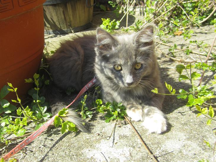 {{currentPhoto.altText}} billede {{currentPhoto.number}}