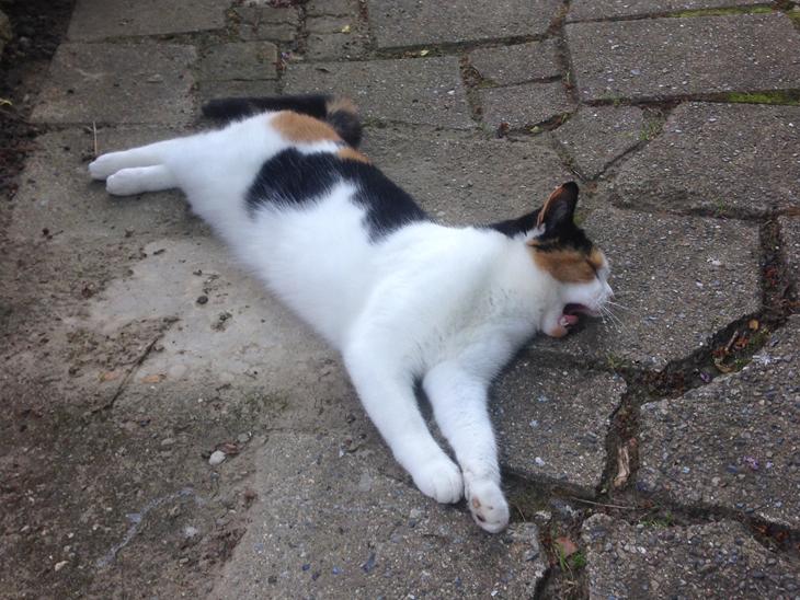 {{currentPhoto.altText}} billede {{currentPhoto.number}}