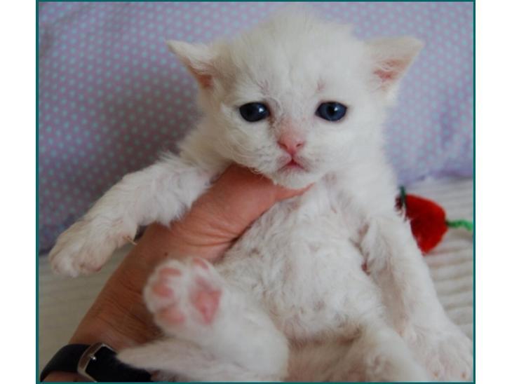 Selkirk Rex  Lykken Snehvide billede 1