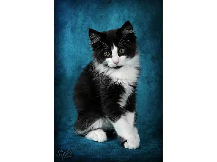 {{currentPhoto.altText}} billede {{currentPhoto.number}}