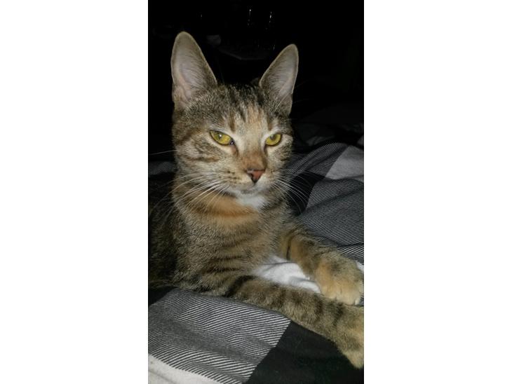 Huskat Carla billede 1