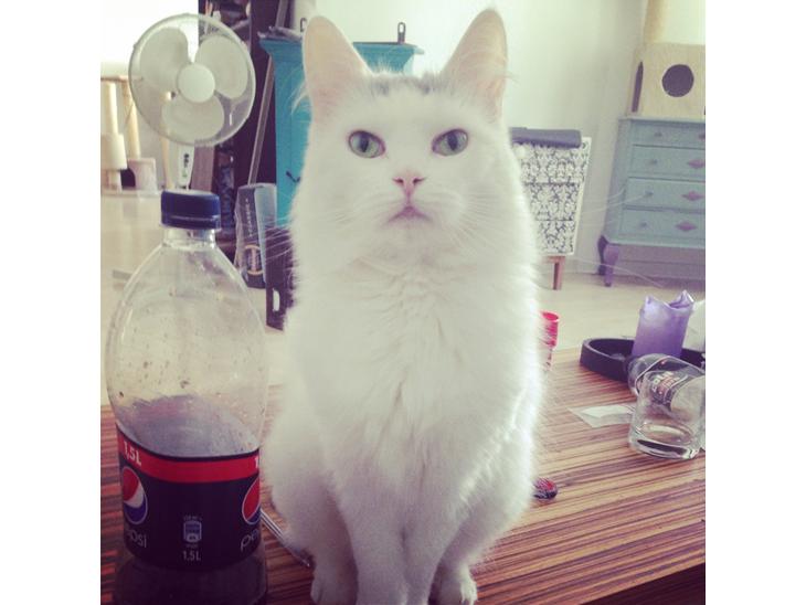 {{currentPhoto.altText}} billede {{currentPhoto.number}}