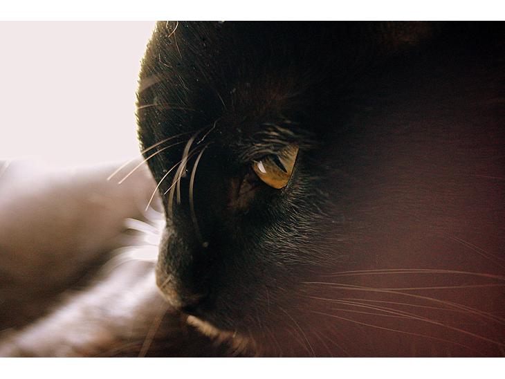 Huskat Milo - Velkommen til Panter kattens profil <3 billede 1