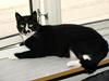 Huskat Blackie *RIP* [Tidl. kat]