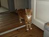 Huskat Bob-Cat *tidligere* [Tidl. kat]