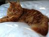 Maine Coon Leopold Firefox [ Himmelkat]