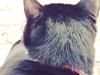 Huskat •Jasmino• [Tidl. Genudsætnings kat]