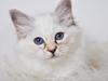 Hellig Birma FamilienGabel´s Diana (Duchess)