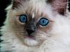 Ragdoll DK Maine Malawi’s Stuck On You. (Soya)
