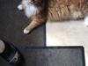Maine Coon Garfield 