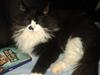 Maine Coon Boogie [ Himmelkat]