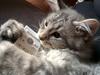 Maine Coon Niscayah Blue Zeraphine