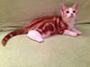 American Shorthair SGCA, PR Fairy 4 U Fire Engine, a.k.a. Grisling