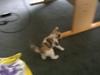 Huskat Naddy 