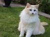 Ragdoll Chubby (DK Vandoll Royal Ricco)