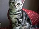 British Shorthair Luna