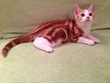 American Shorthair SGCA, PR Fairy 4 U Fire Engine, a.k.a. Grisling