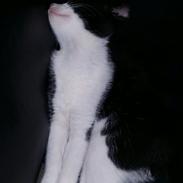 Huskat Nicky