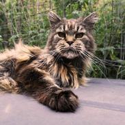 Maine Coon Odessa