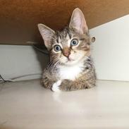 Huskat Mille