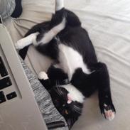 Blanding af racer Macy