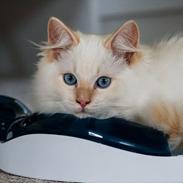 Ragdoll DK Maine Malawi’s Endless Love. (Føniks)