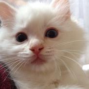 Ragdoll DK Maine Malawi’s Endless Love. (Føniks)