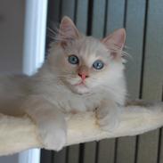 Ragdoll DK Maine Malawi’s Endless Love. (Føniks)