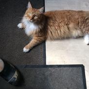 Maine Coon Garfield