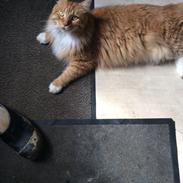 Maine Coon Garfield