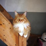 Maine Coon Garfield