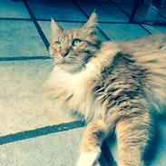 Maine Coon Garfield