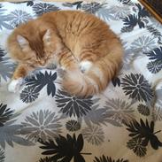 Maine Coon Garfield