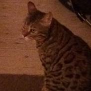 Bengal Pascal